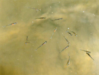 放流場所付近で群泳するイタセンパラ稚魚