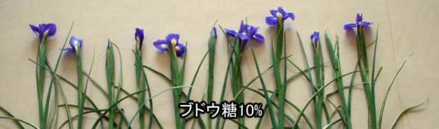 【ポストハーベストによるアイリス切り花の開花促進（観賞開始から４日目）】 