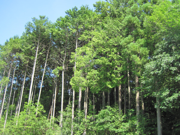 茨木市北摂山地のスギ植林