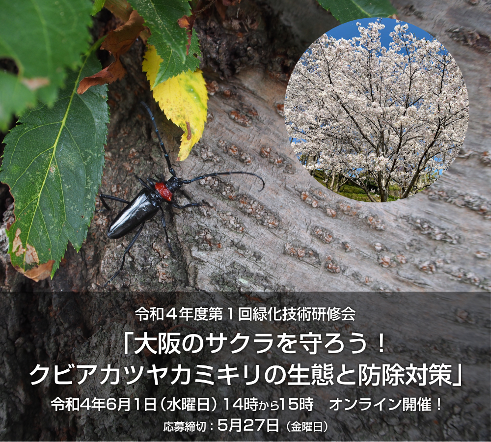 令和４年度第１回緑化技術研修会「大阪のサクラを守ろう！クビアカツヤカミキリの生態と防除対策」