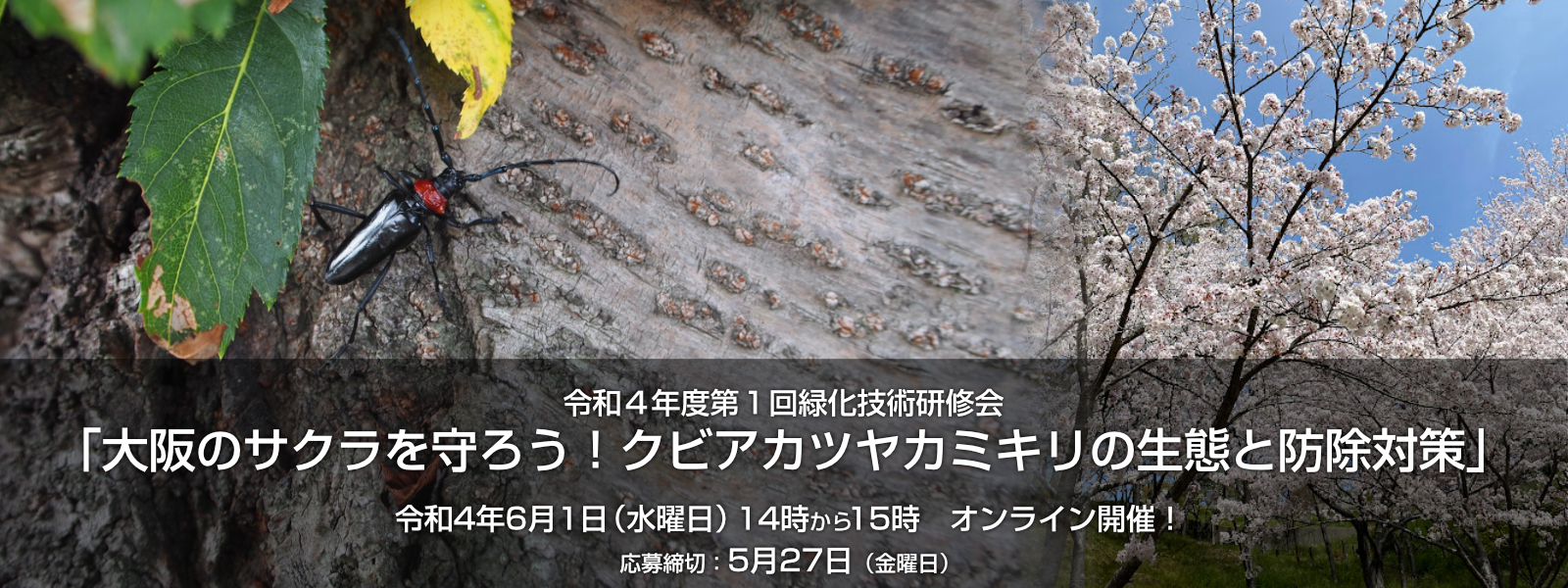 令和４年度第１回緑化技術研修会「大阪のサクラを守ろう！クビアカツヤカミキリの生態と防除対策」