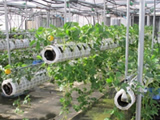 中空構造栽培槽で省エネ栽培方法の開発