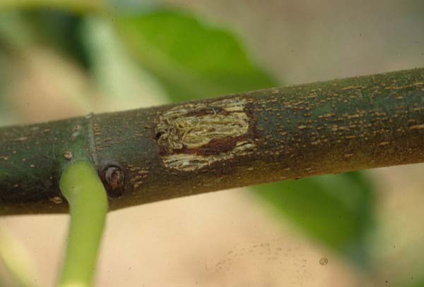 クワカミキリの産卵跡（木の表皮に傷をつけて産卵します）