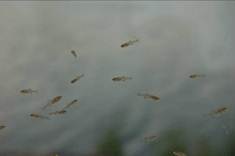写真1　淀川で確認されたイタセンパラの仔稚魚（2012（平成24）年5月14日（左）)