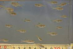 写真1　淀川で確認されたイタセンパラの仔稚魚（2012（平成24）年5月31日（右））