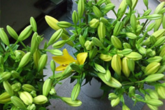 切り花の需要に合わせ室内で開花調節する技術の開発