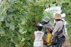 野菜の育ち方の学習と収穫