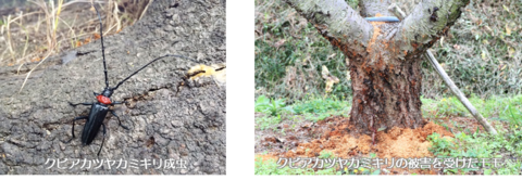 クビアカツヤカミキリ成虫とモモでの被害の様子の写真