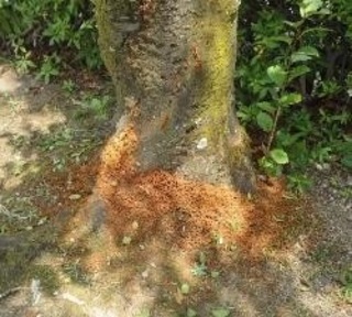 クビアカツヤカミキリの被害を受けた樹