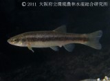 画像一覧 淡水魚図鑑 在来種 図鑑 大阪府立環境農林水産総合研究所