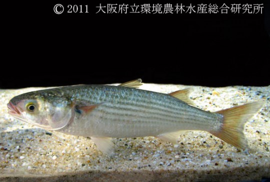 ボラ 淡水魚図鑑 在来種 図鑑 大阪府立環境農林水産総合研究所
