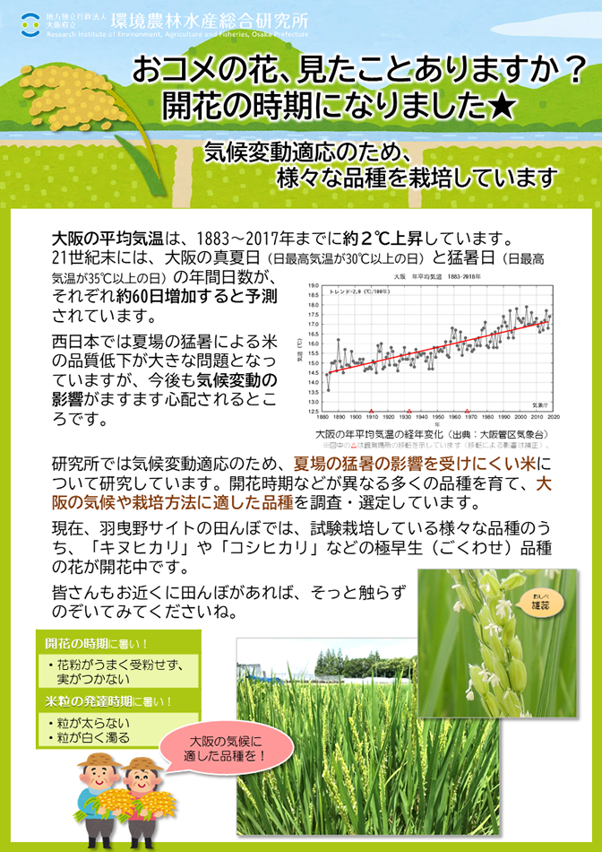 大阪の平均気温は、1883～2017年までに約２℃上昇しています。21世紀末には、大阪の真夏日（日最高気温が30℃以上の日）と猛暑日（日最高気温が35℃以上の日）の年間日数が、それぞれ約60日増加すると予測されています。西日本では夏場の猛暑による米の品質低下が大きな問題となっていますが、今後も気候変動の影響がますます心配されるところです。研究所では気候変動適応のため、夏場の猛暑の影響を受けにくい米について研究しています。開花時期などが異なる多くの品種を育て、大阪の気候や栽培方法に適した品種を調査・選定しています。現在、羽曳野サイトの田んぼでは、試験栽培している様々な品種のうち、「キヌヒカリ」や「コシヒカリ」などの極早生（ごくわせ）品種の花が開花中です。皆さんもお近くに田んぼがあれば、そっと触らずのぞいてみてくださいね。