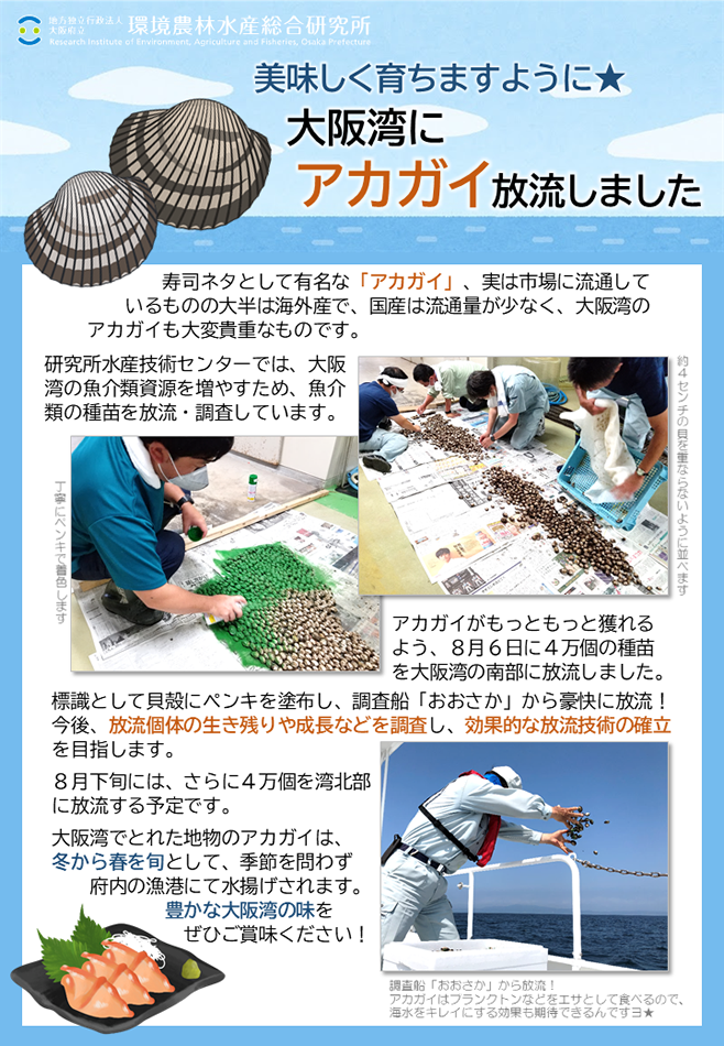 研究所水産技術センターでは、大阪湾の魚介類資源を増やすため、魚介類の種苗を放流・調査しています。標識として貝殻にペンキを塗布し、調査船「おおさか」から豪快に放流！今後、放流個体の生き残りや成長などを調査し、効果的な放流技術の確立を目指します。